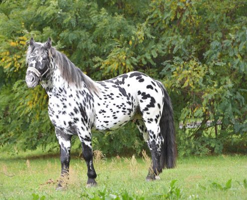 Cavallo Norico O Noriker Carattere E Storia Integratori Per Cavalli