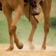 artrosi cavalli integrazione per articolazioni
