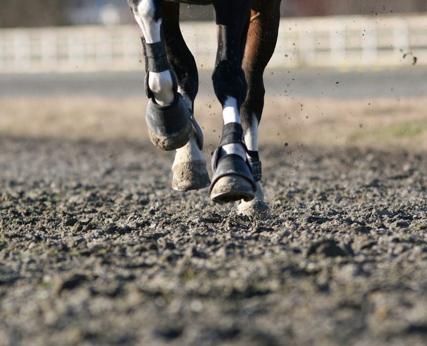 Come curare la laminite nel cavallo:  consigli pratici e suggerimenti