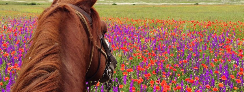 Mantenere il cavallo in salute: un cavallo in ottima salute in primavera
