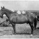 Comanche il cavallo del generale custer