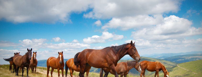 mandria di cavalli selvaggi: la vita all'interno di un gruppo di cavalli