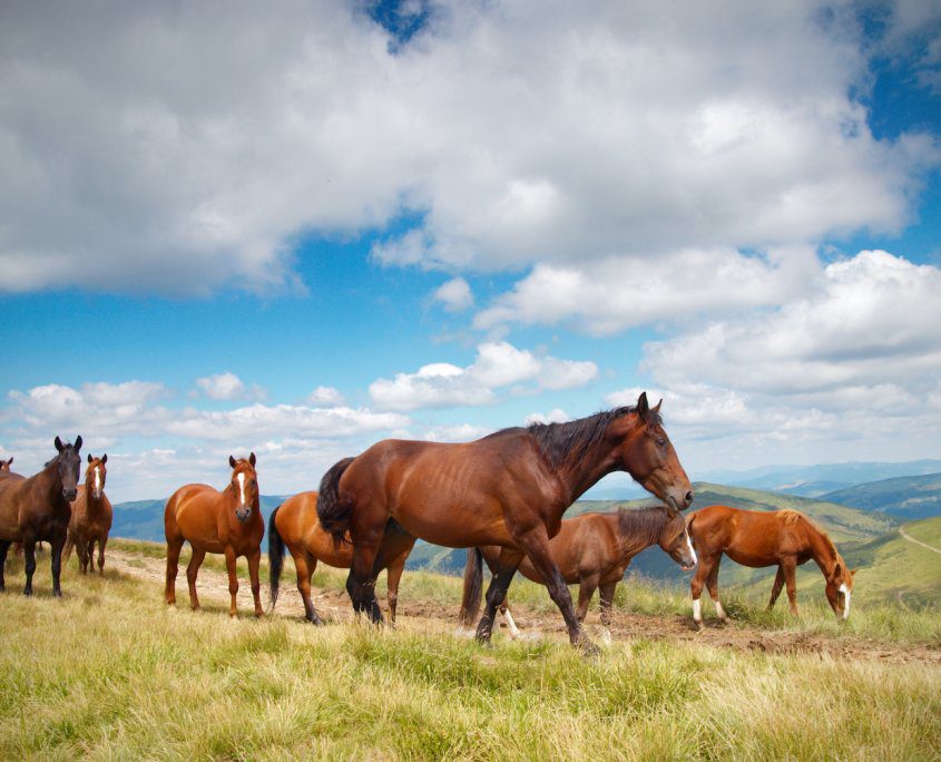 mandria di cavalli selvaggi: la vita all'interno di un gruppo di cavalli