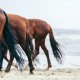 Paracoda per cavalli: la fascia per la coda del cavallo, suggerimenti utili