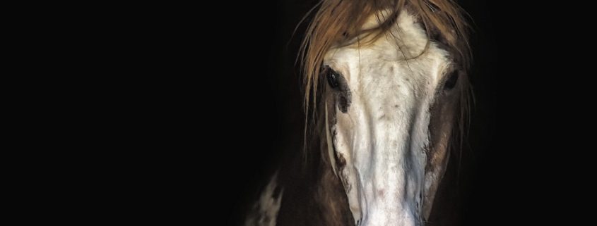 fotografare cavalli