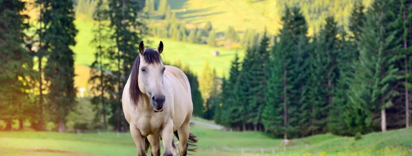 sindrome di Cushing nel cavallo: dieta e integrazione