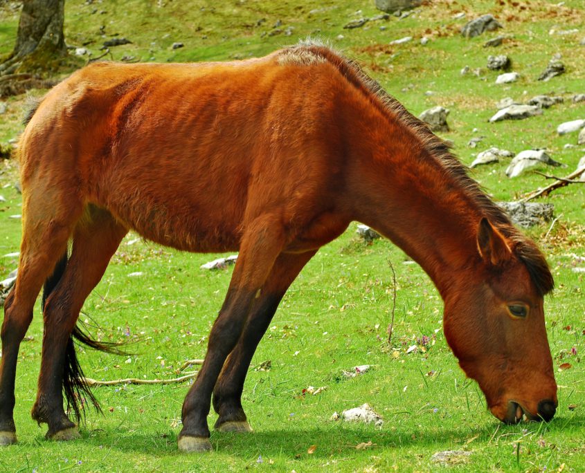 adozione cavalli anziani, come adottare un cavallo