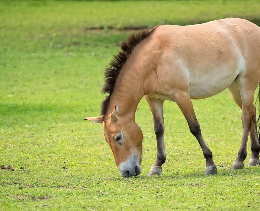 cavallo di Przewalski o cavallo mongolo