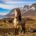 cavallo islandese, carattere e storia dei cavalli islandesi