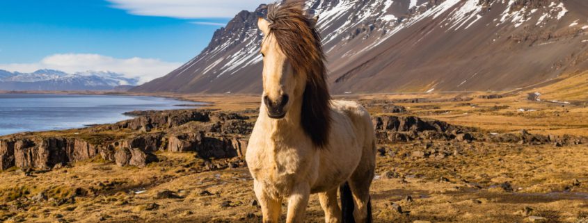 cavallo islandese, carattere e storia dei cavalli islandesi