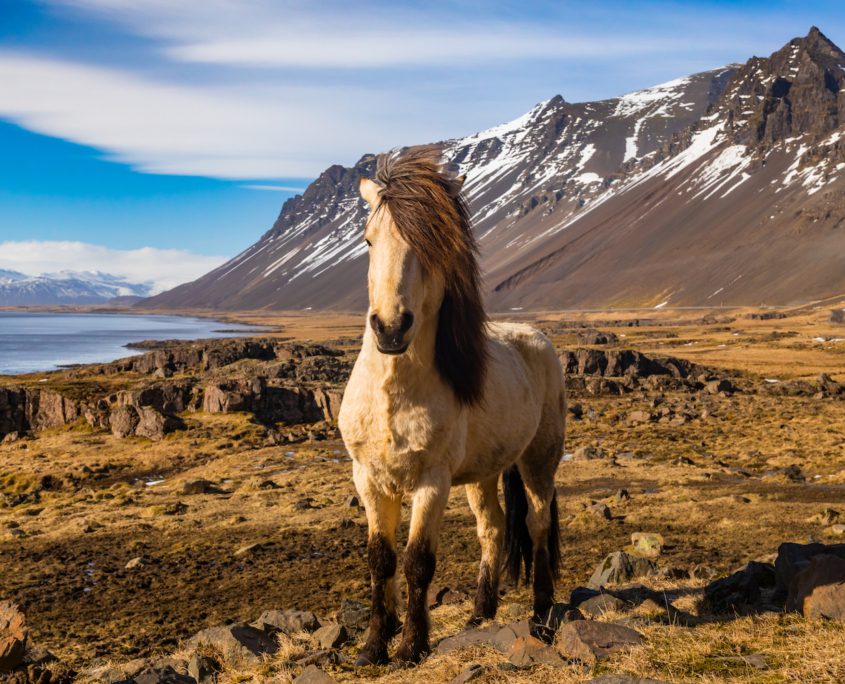 cavallo islandese, carattere e storia dei cavalli islandesi