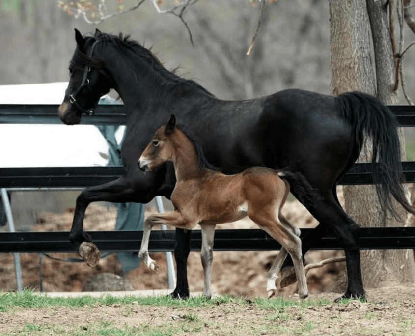 cavallo hackney con puledro