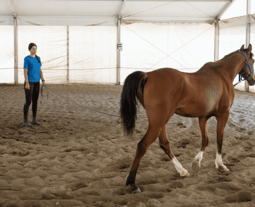 clicker training cavalli