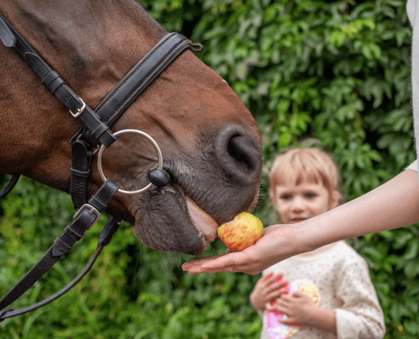 clicker training per cavalli