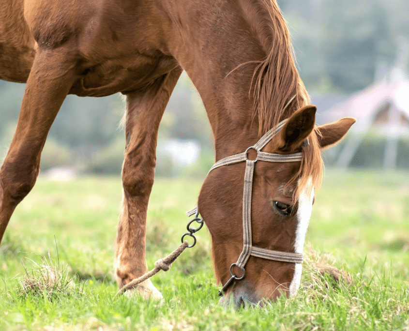 dieta personalizzata cavallo